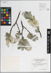Foto von Salix lanata L.